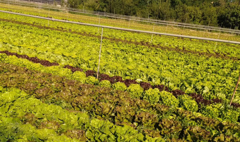 campi_insalata