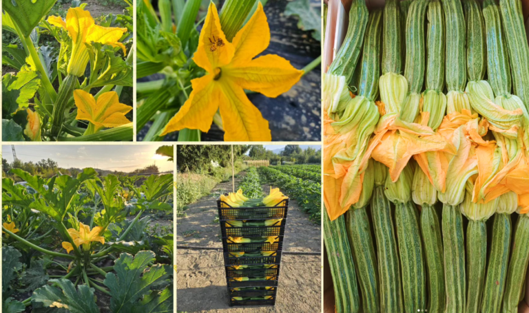 fiori_di_zucca